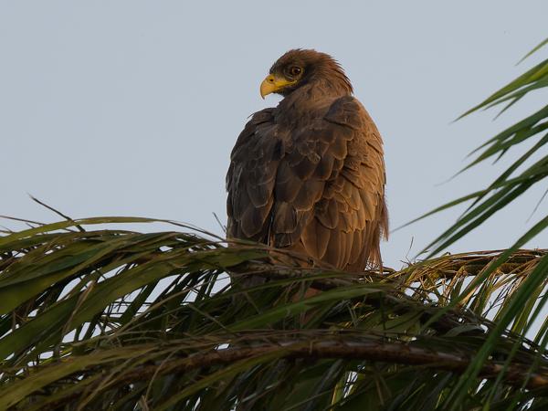 <h3><a href="/trips/gambia/biota/animalia/chordata/aves/017 accipitriformes/004 accipitridae/milvus aegyptius/milvus aegyptius-nl.html">Milvus&nbsp;aegyptius</a> / Yellow‑billed&nbsp;kite / Geelsnavelwouw</h3>OM-1 Mark II met OLYMPUS M.150-400mm F4.5 TC, 1/2000 sec  bij F5.6, ISO 1600, afstand 41.9&nbsp;m